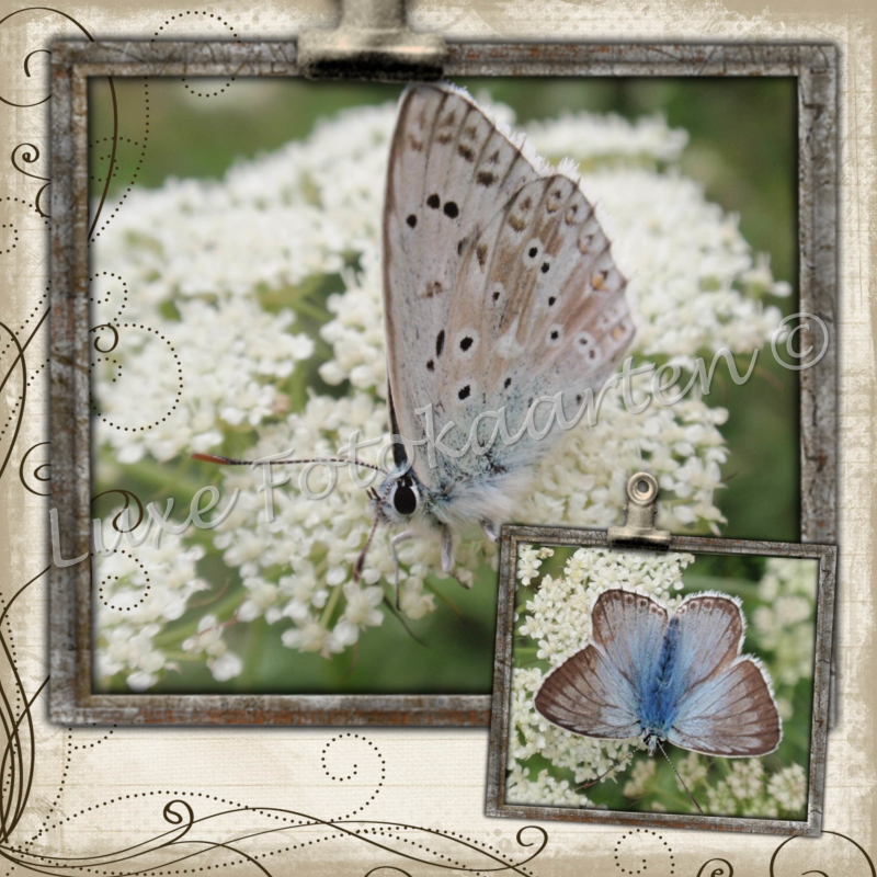 Blanco Algemeen - Vlinder